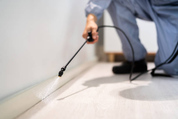 Licensed Wasp Removal service in Logan, WV - Show Me Pest Control